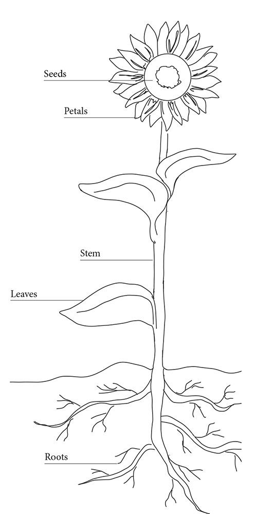 Anatomy of a sunflower