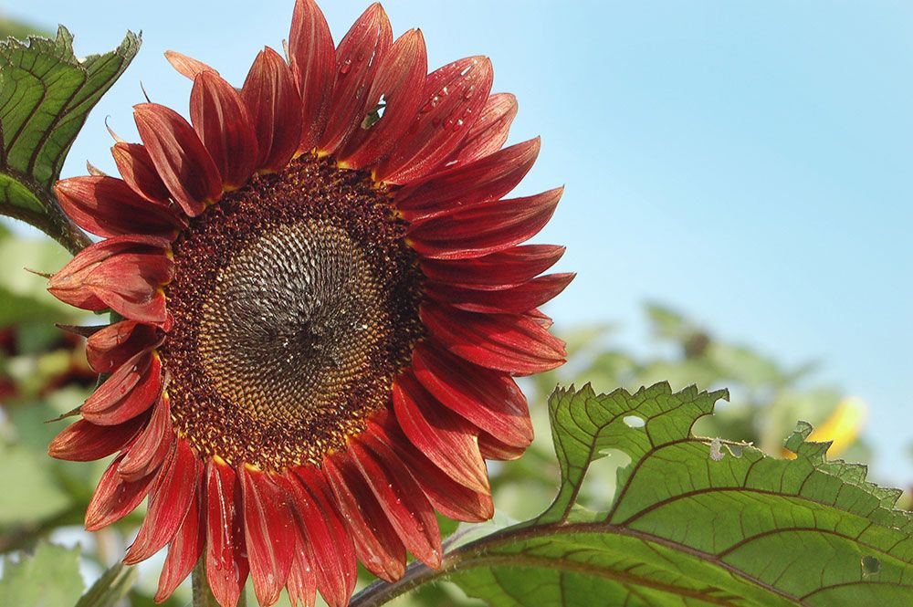 Mrs. Mars sunflower variety
