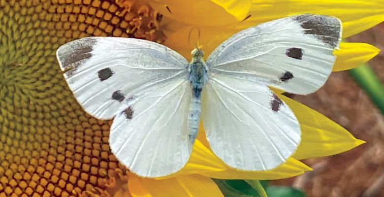 Cabbage White Butterfly (female)