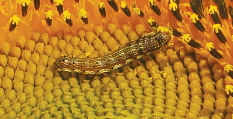 Corn Earworm Moth Caterpillar