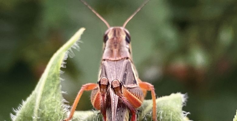 Differential Grasshopper