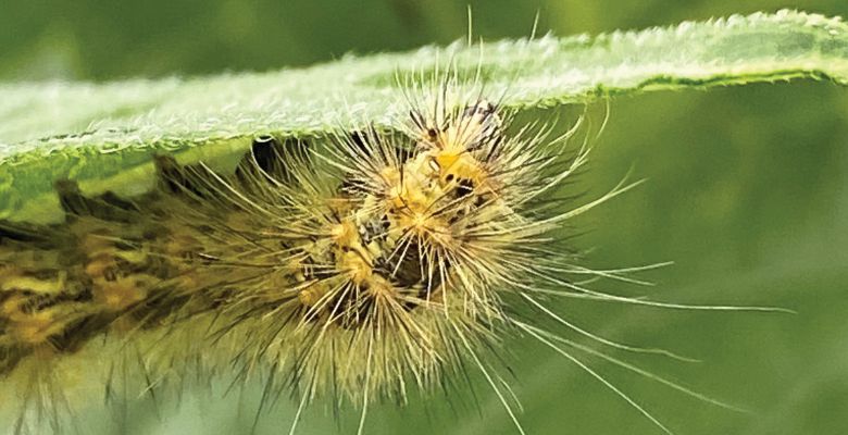 Fall Webworm Moth Caterpillar