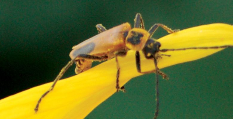 Goldenrod Soldier Beetle