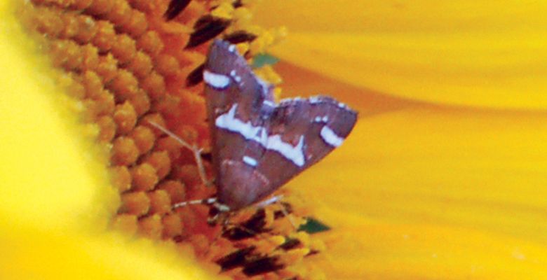Hawaiian Beet Webworm Moth