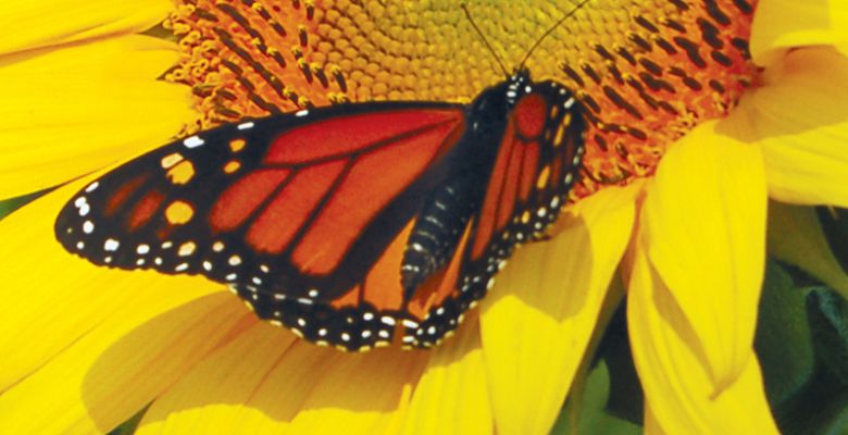 Monarch Butterfly