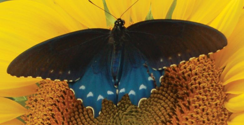Pipevine Swallowtail Butterfly