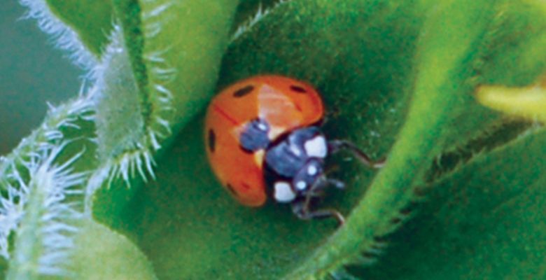 Seven-Spotted Lady Beetle
