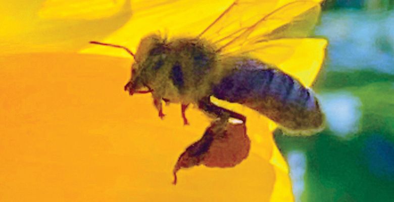 Western Honey Bee