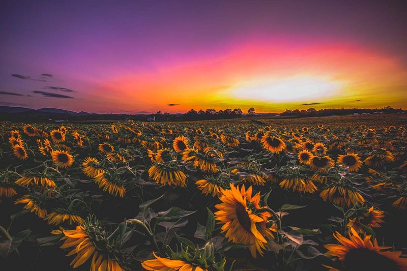 A vivid pink and orange sunset glows over a field of sunflowers at Beaver Dam Farm.