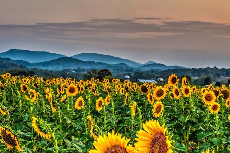 Rows of sunflowers stretch toward layered Blue Ridge mountain ridges at dusk.