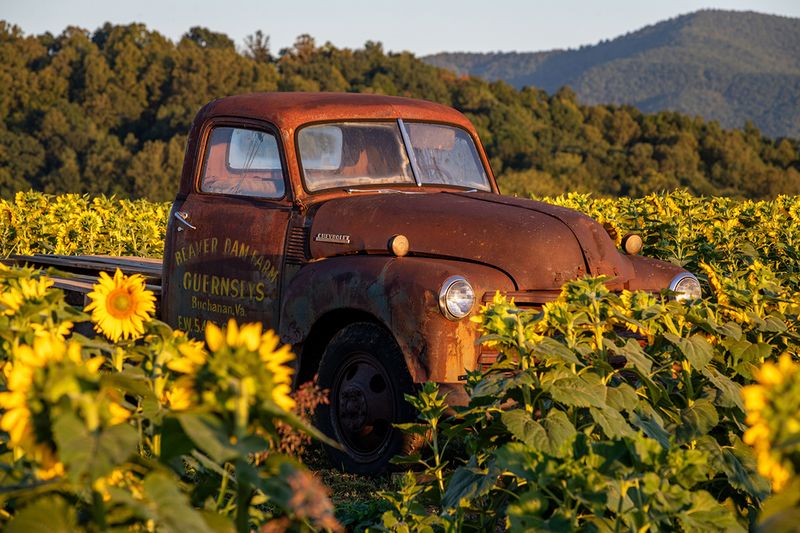 A rusty vintage Beaver Dam Farm truck sits in golden sunflowers in late-afternoon light, with wooded hills behind.